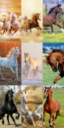 Horse Wallpapers HD screenshot 1