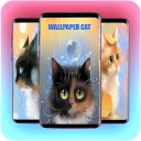 Cute cat wallpaper hd launcher Icon