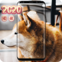 Shiba Inu Wallpaper