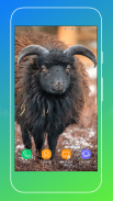 Sheep Wallpaper screenshot 13