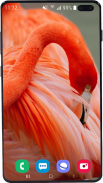 Flamingo Wallpaper HD screenshot 3