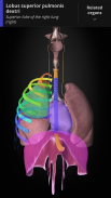 Anatomyka - 3D Anatomy Atlas screenshot 13