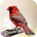 Cardinal Bird Sounds