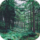 Forest Wallpapers HD (backgrounds & themes) Icon