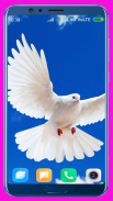 Pigeon Wallpaper Best 4K screenshot 0