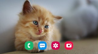 Kitten Wallpaper screenshot 3