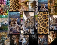 El leopardo del guepardo imprime el papel pintado screenshot 2