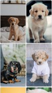 Puppy Wallpapers screenshot 7