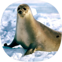 Seal Ringtones