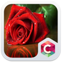 Red Rose: Best Flower Theme