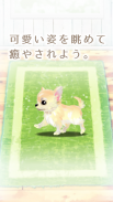 癒しの子犬育成ゲーム〜チワワ編〜 screenshot 8