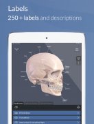 AppSurgeOn - 3D Skull Atlas screenshot 1