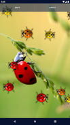 Cute Ladybug Live Wallpaper screenshot 7
