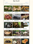 Shroomify - UK Mushroom ID screenshot 4
