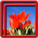 tulipas Live Wallpapers Icon