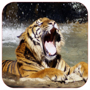 Harimau Hidup Wallpaper screenshot 8