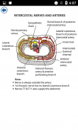 Anatomy Flashcards screenshot 2