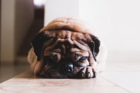 Pug Wallpaper: backgrounds hd screenshot 14