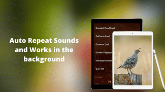 Quail Sounds & Calls screenshot 0