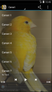 Singing Birds & Wallapaper -goldfinch & canary screenshot 2