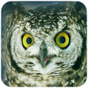 Owl Wallpaper Icon