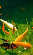 Aquarium Gold Fishes LWP screenshot 1