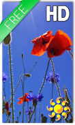 Poppies flowers LWP screenshot 0