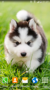 Cute Puppies Live Wallpaper screenshot 3