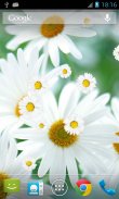 Daisy Flower Live Wallpaper screenshot 0