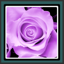 Papéis de Parede - Purple Rose - Baixar APK para Android | Aptoide