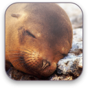 Seal Free Video Wallpaper Icon