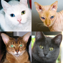 Gatos e gatas: Quiz sobre todas as raças populares Icon