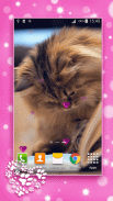 Cute Kittens Live Wallpaper screenshot 6