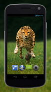 4K Cheetah Sprint Video Live Wallpaper screenshot 1