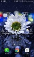 Rainy White Flower LWP screenshot 2