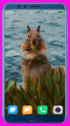 Squirrel HD Wallpaper screenshot 2