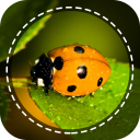 Insect identifier by Photo Cam Icon
