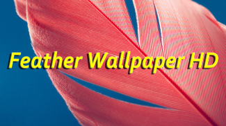 Feather Wallpaper HD screenshot 11