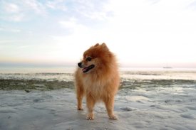 Pomeranian Wallpapers screenshot 5