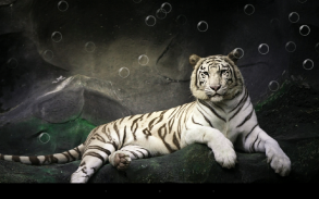 Tiger Live Wallpaper screenshot 0