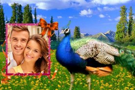 Peacock Photo Frames screenshot 7