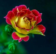 Flowers And Roses Animated Images Gif pictures 4K screenshot 5