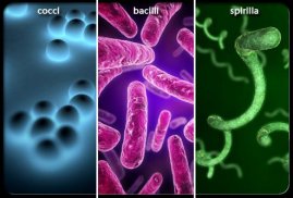 Bacterial Infections screenshot 1