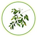 Olive Employee Self Service Icon