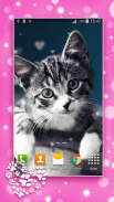 Cute Kittens Live Wallpaper screenshot 0