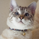 猫飼いシミュレーション Icon