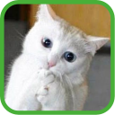 Funny Cats Pictures Icon