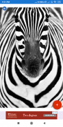Zebra Print Wallpapers: HD images Free download screenshot 7