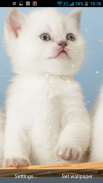 Kittens Live Wallpaper screenshot 2