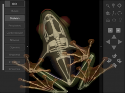 3D Frog Skeleton screenshot 5